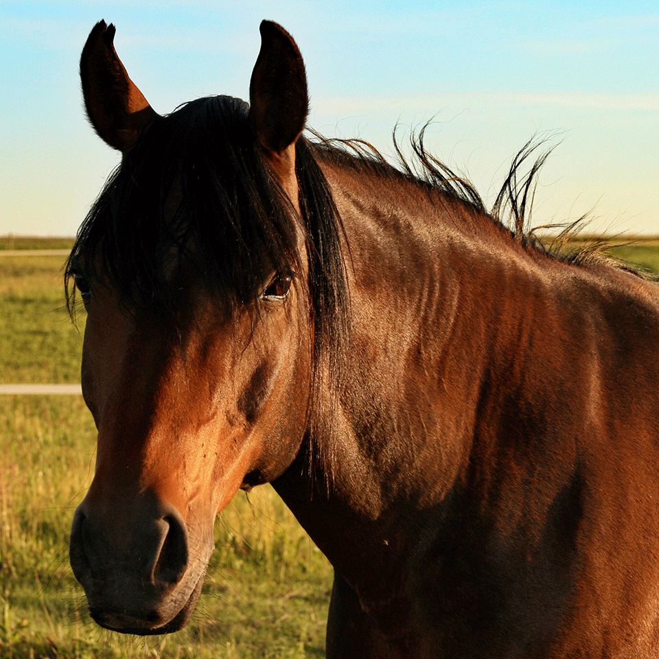 homéopathie cheval